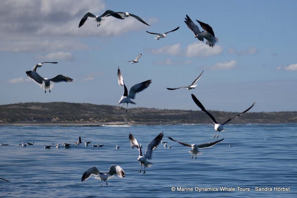 gull, whale watching, gansbaai, south africa,