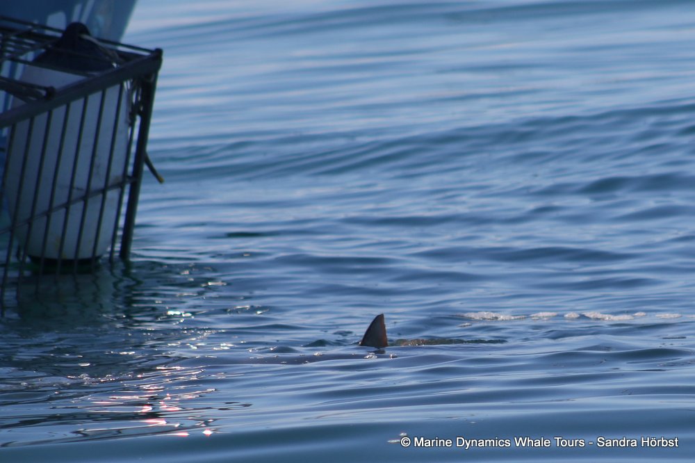 bronze whaler shark, whale watching, gansbaai, south africa,