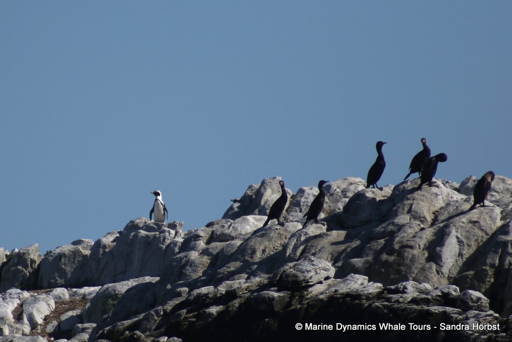 penguins, whale watching, gansbaai, south africa,
