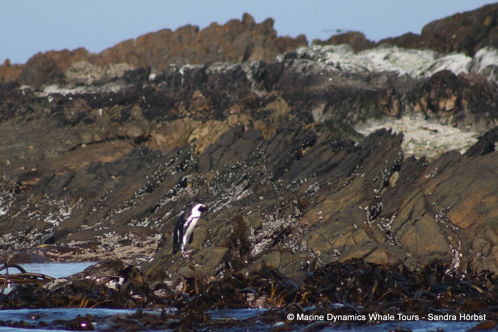 penguins, whale watching, gansbaai, south africa,