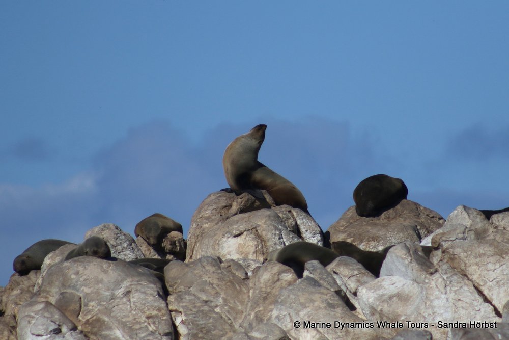 cape fur seal, whale watching, gansbaai, south africa
