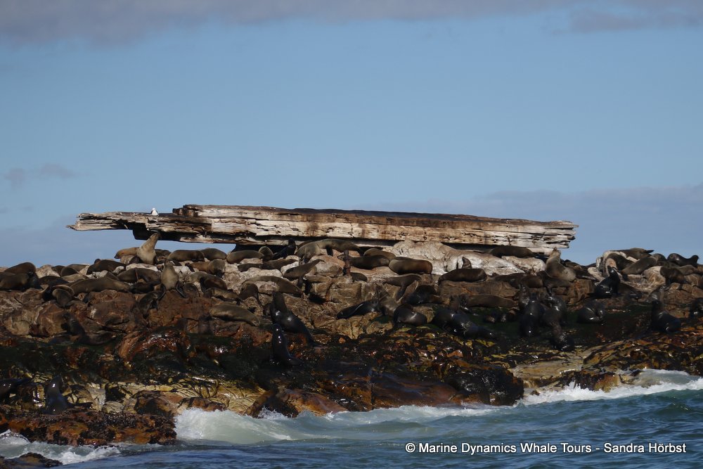 cape fur seal, whale watching, gansbaai, south africa