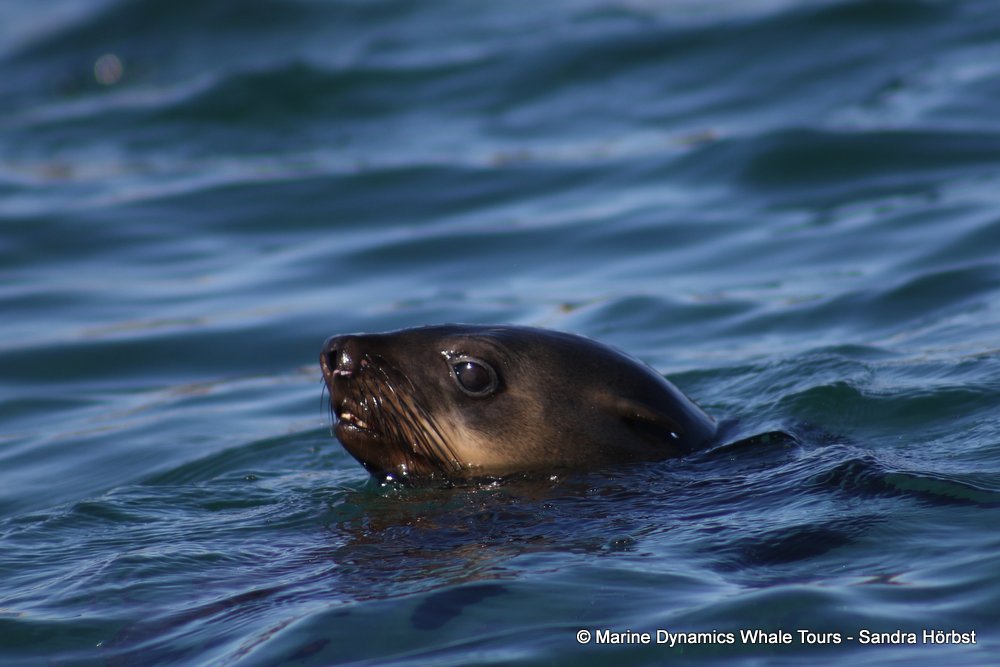 cape fur seal, whale watching, gansbaai, south africa