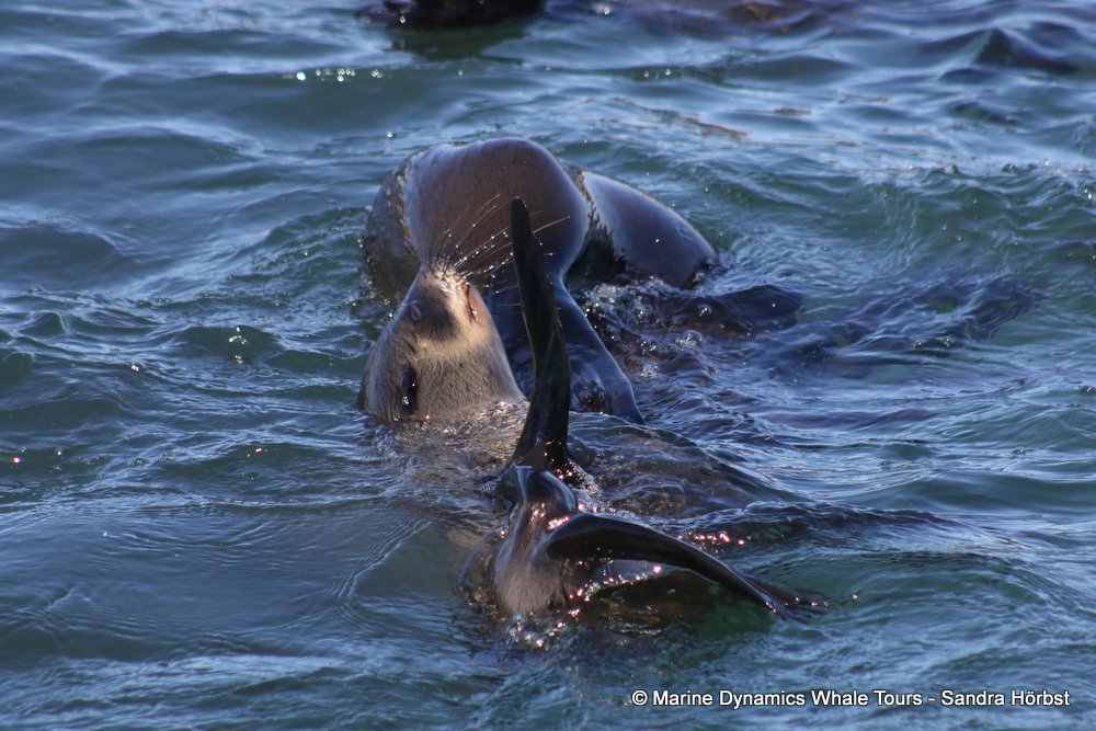 cape fur seal, whale watching, gansbaai, south africa