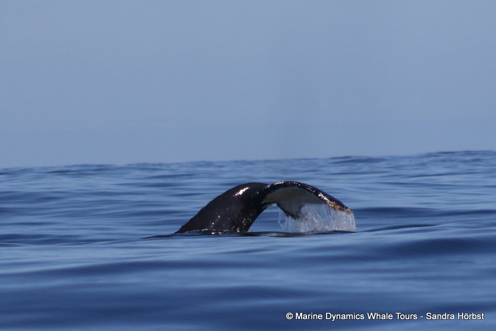 humpback whale, whale watching, gansbaai, south africa