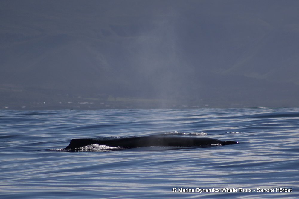 humpback whale, whale watching, gansbaai, south africa