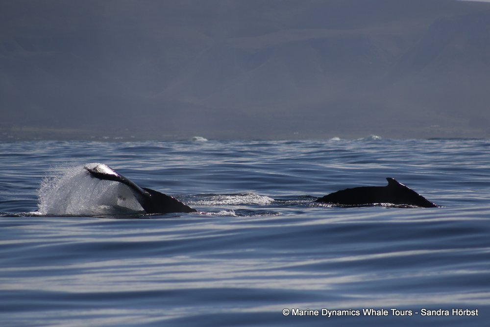 humpback whale, whale watching, gansbaai, south africa