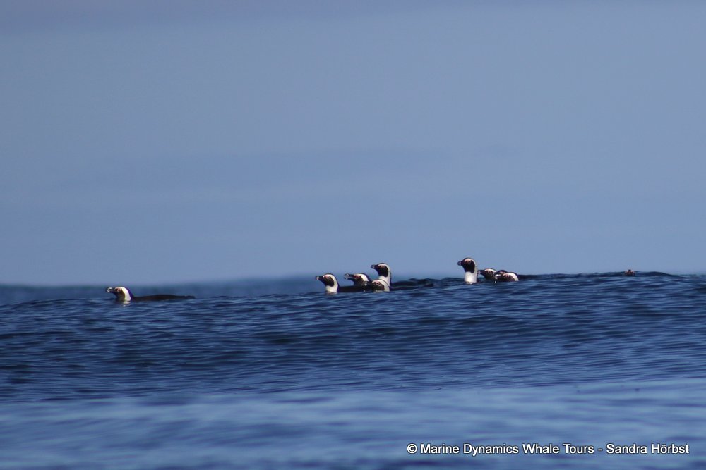 penguins, whale watching, gansbaai, south africa,