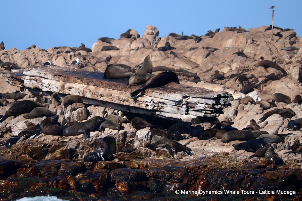cape fur seal, whale watching, gansbaai, south africa