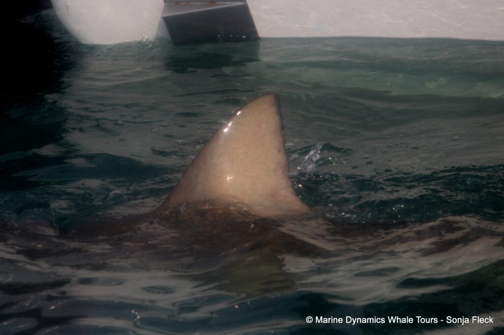 bronze whaler shark, whale watching, gansbaai, south africa,