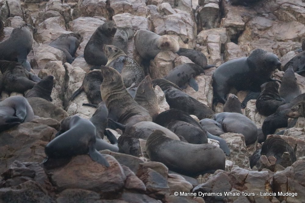 cape fur seal, whale watching, gansbaai, south africa