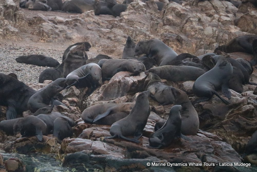 cape fur seal, whale watching, gansbaai, south africa