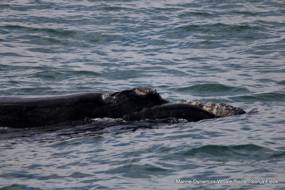 Southern right whale, whale watching, gansbaai, south africa,