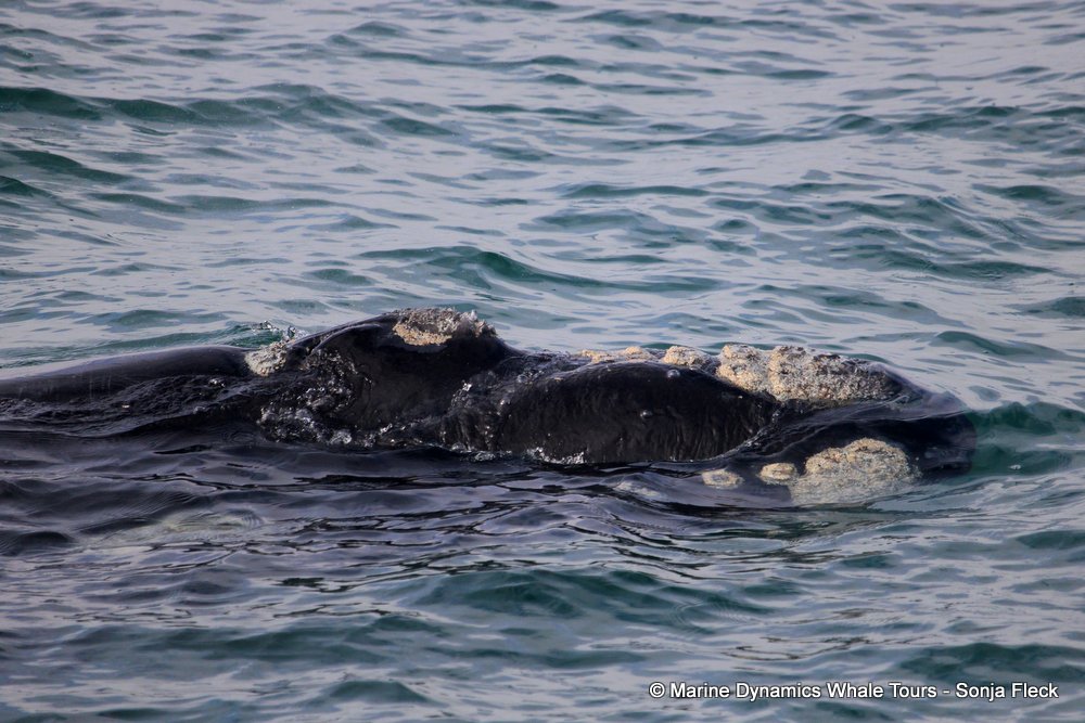 Southern right whale, whale watching, gansbaai, south africa,