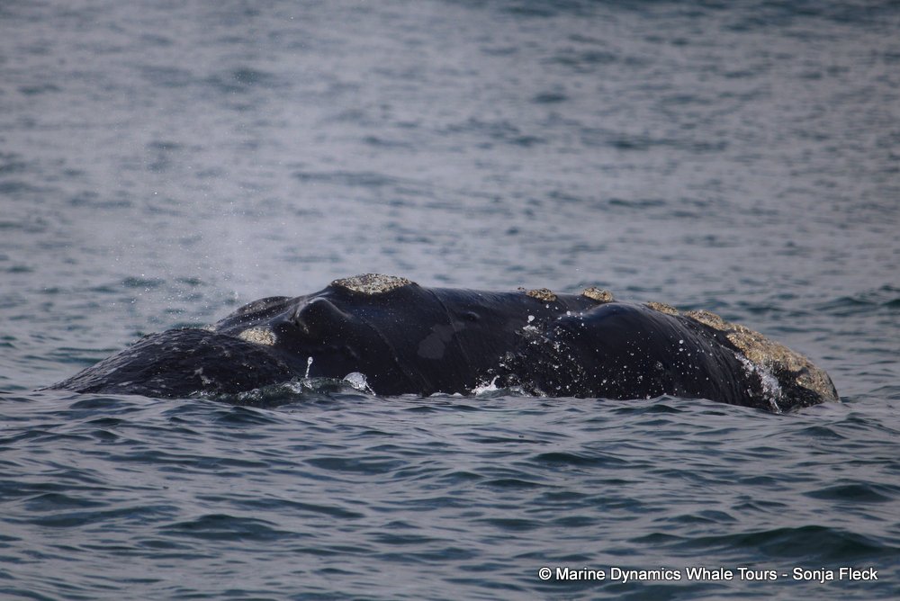Southern right whale, whale watching, gansbaai, south africa,
