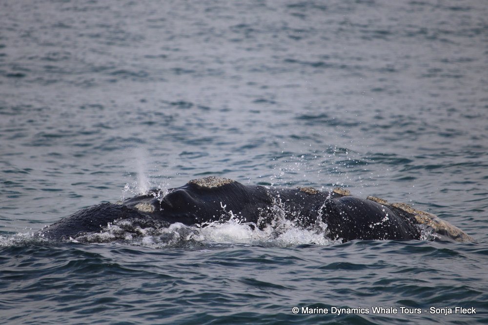 Southern right whale, whale watching, gansbaai, south africa,