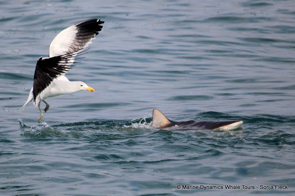 bronze whaler shark, whale watching, gansbaai, south africa,