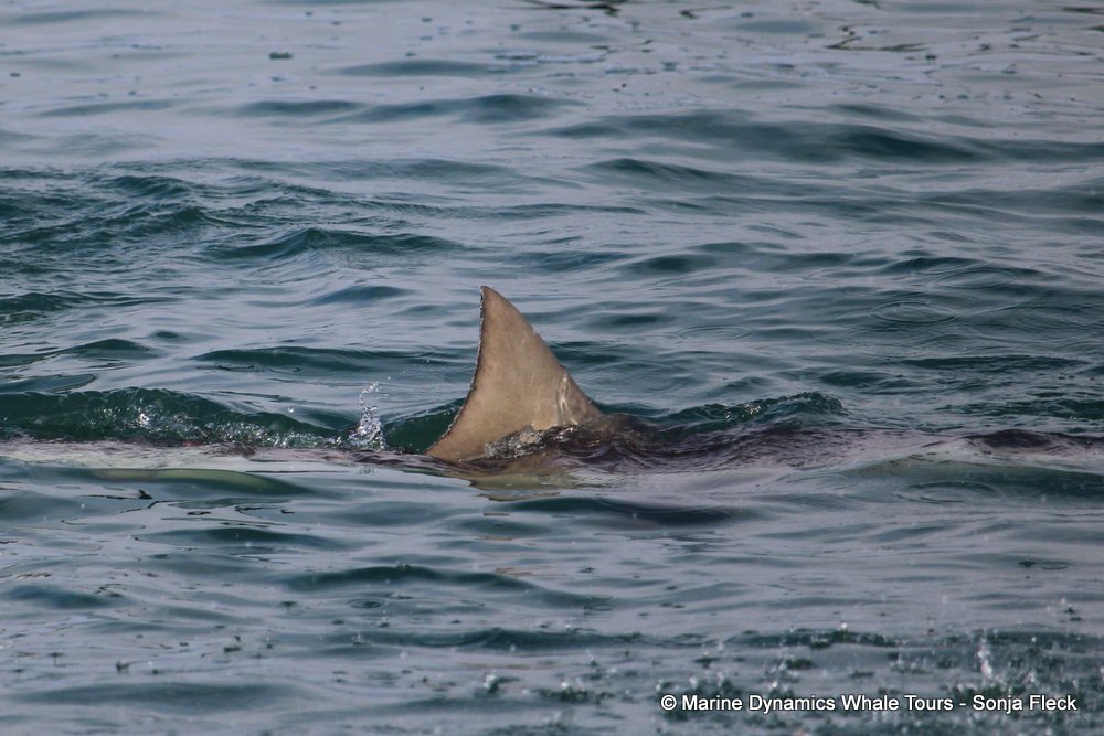 bronze whaler shark, whale watching, gansbaai, south africa,