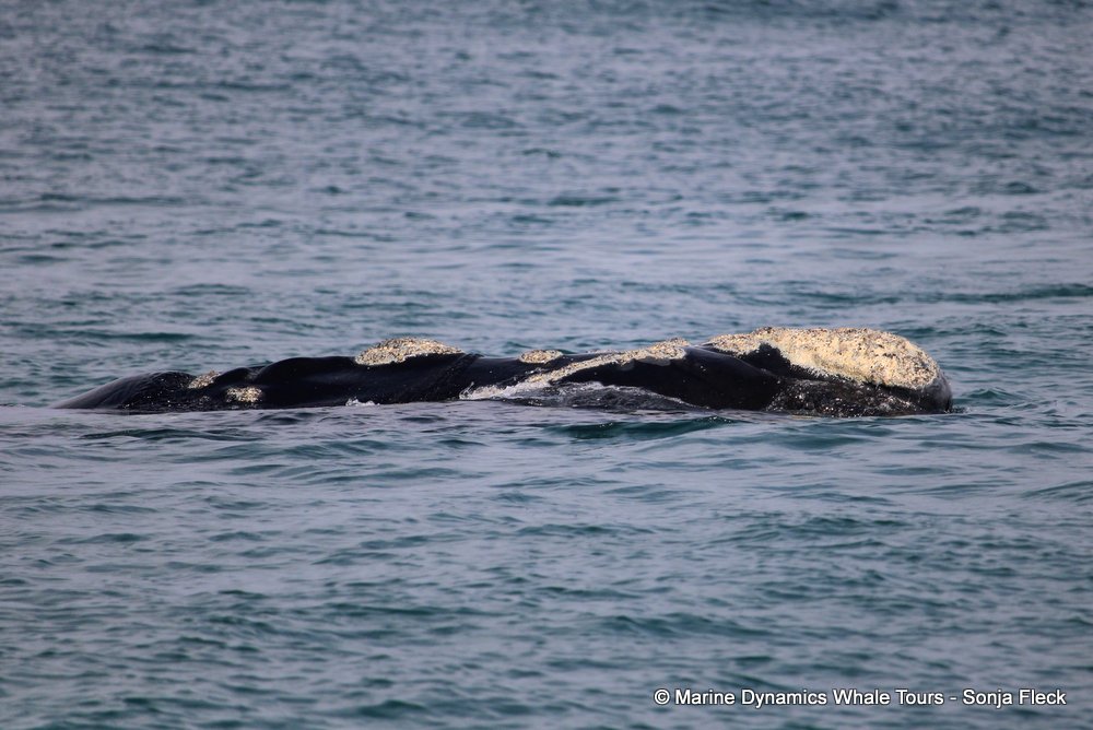 Southern right whale, whale watching, gansbaai, south africa,