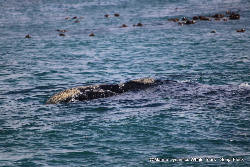 Southern right whale, whale watching, gansbaai, south africa,