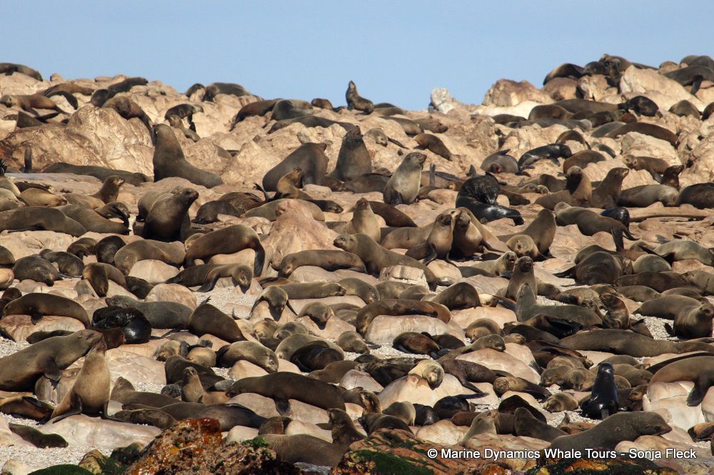 cape fur seal, whale watching, gansbaai, south africa