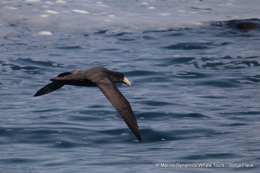 Giant Petrel, whale watching, gansbaai, south africa,