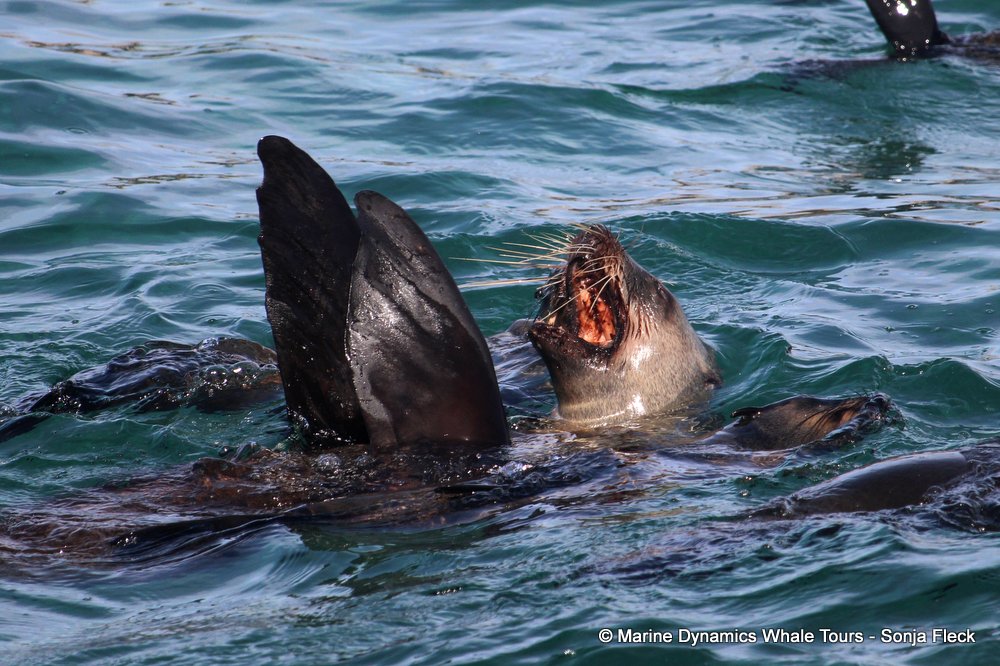 cape fur seal, whale watching, gansbaai, south africa