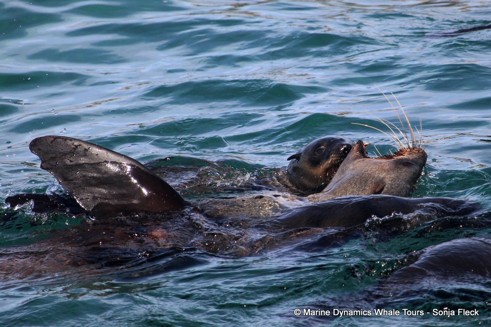 cape fur seal, whale watching, gansbaai, south africa
