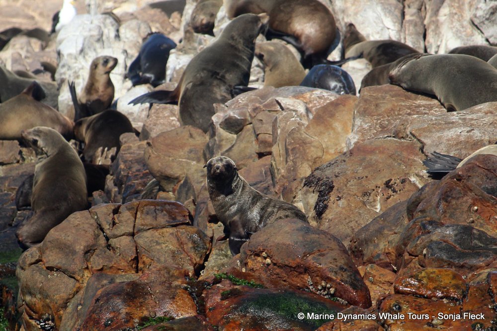 cape fur seal, whale watching, gansbaai, south africa