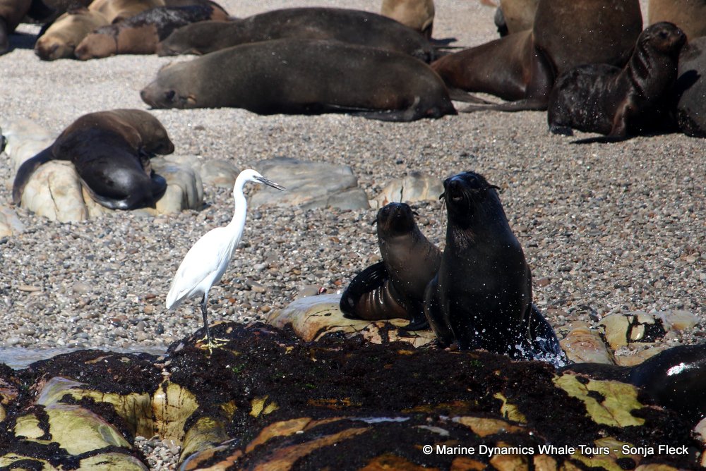 cape fur seal, whale watching, gansbaai, south africa