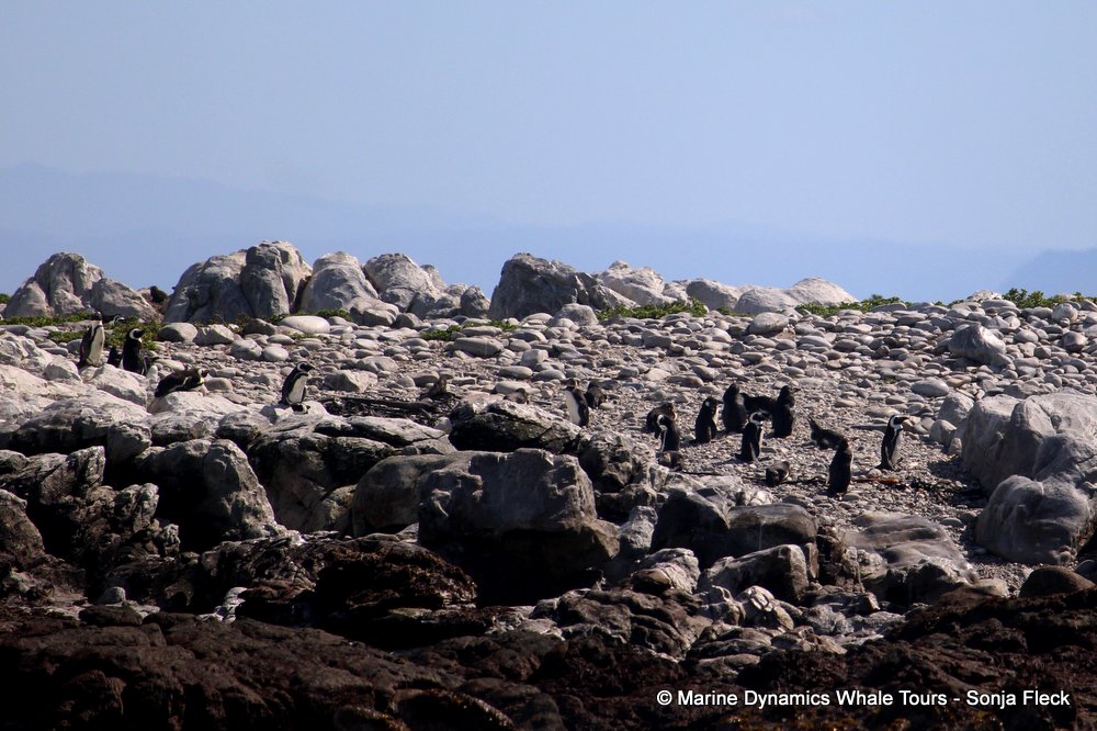 african penguin, whale watching, gansbaai, south africa