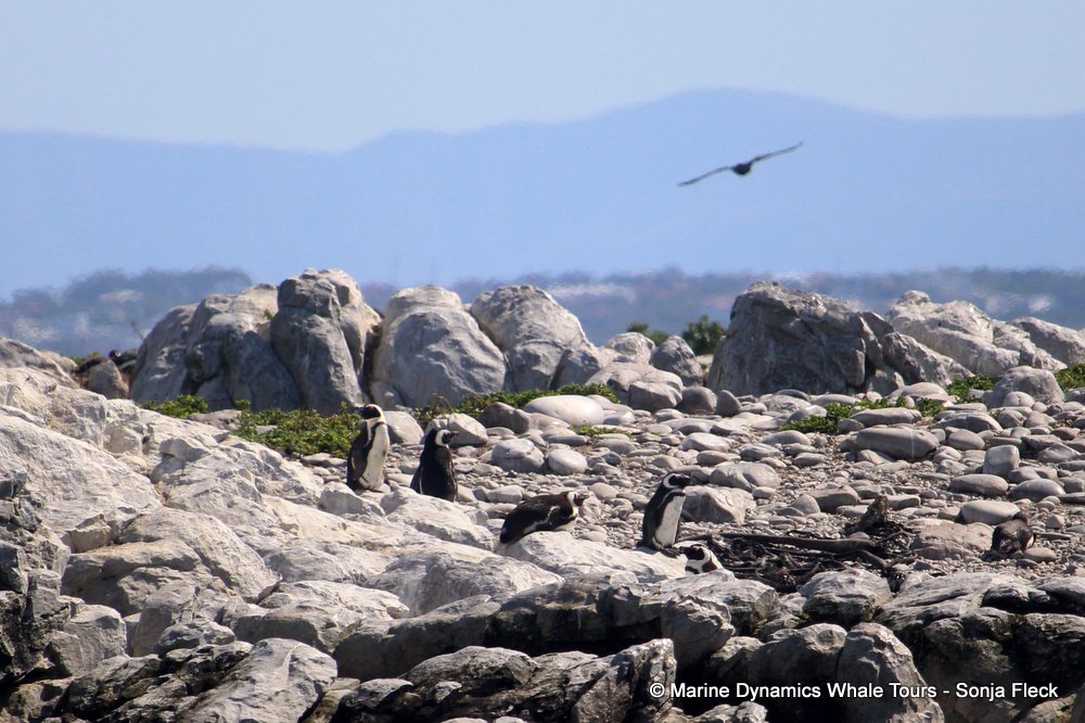 african penguin, whale watching, gansbaai, south africa