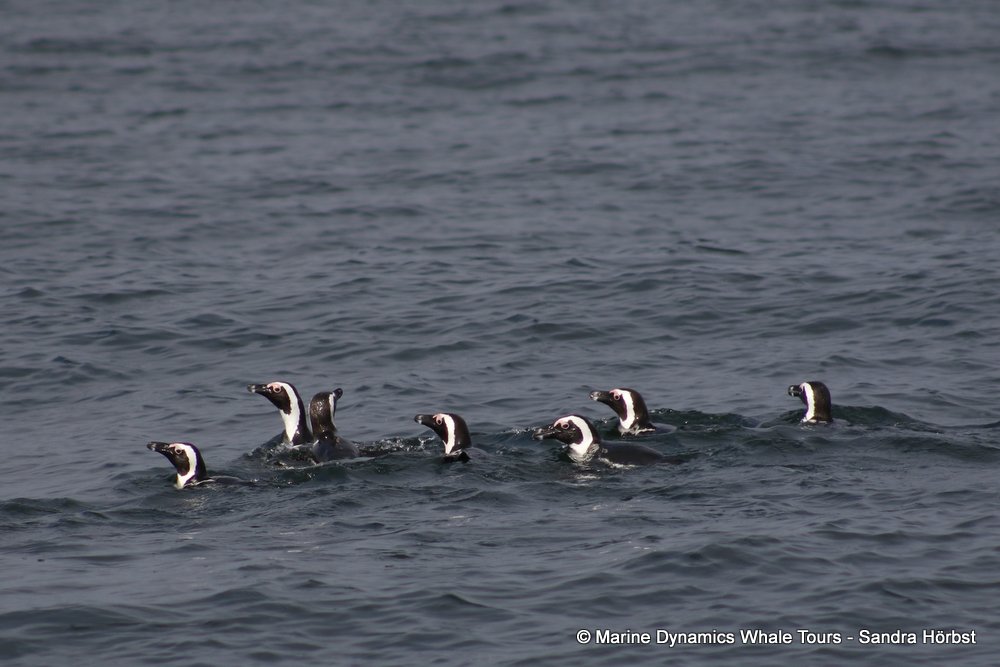 penguins, whale watching, gansbaai, south africa,