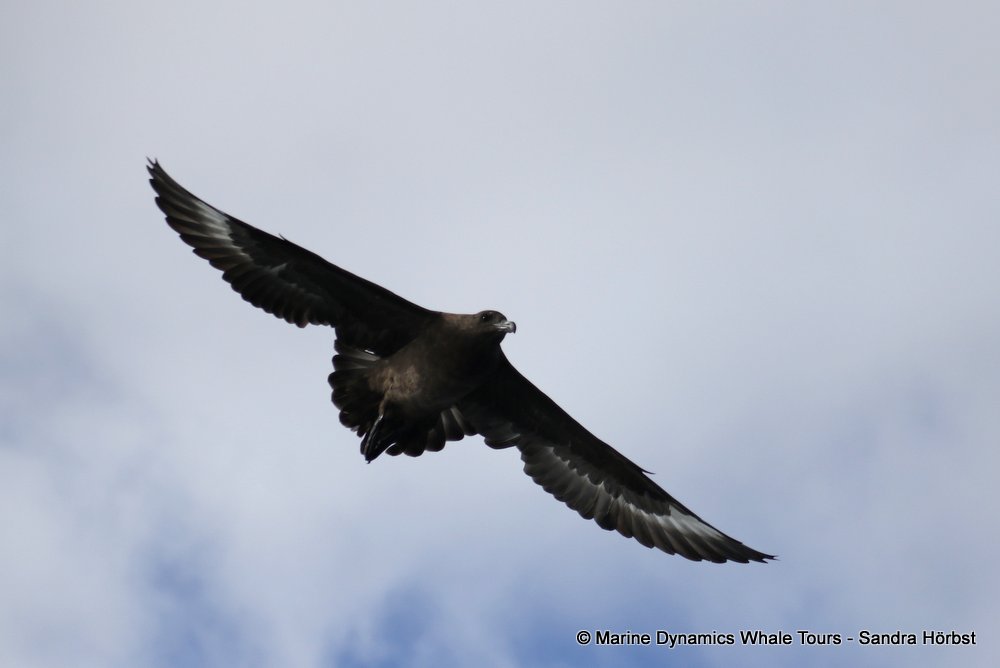 skua, whale watching, gansbaai, south africa