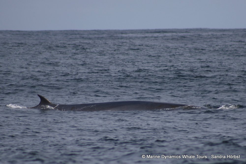 bryde's whale, whale watching, gansbaai, south africa,