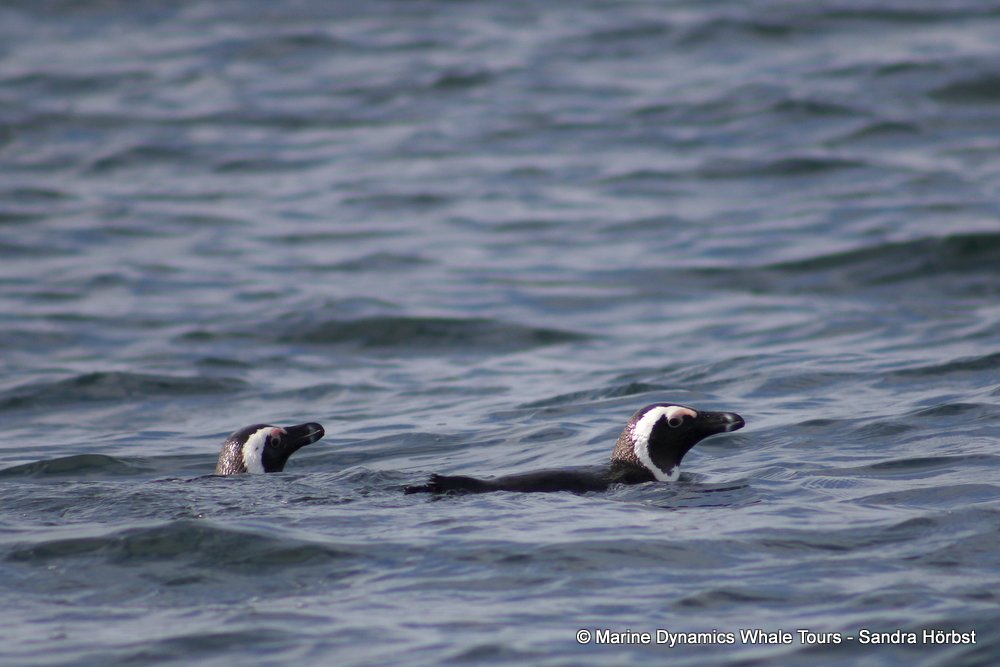 penguins, whale watching, gansbaai, south africa,