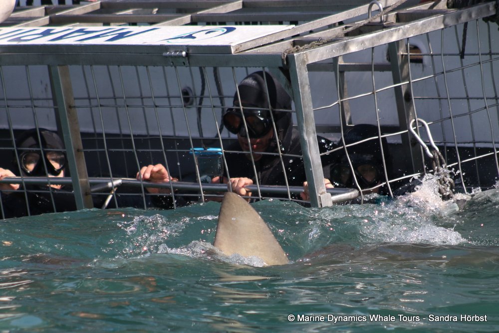 bronze whaler shark, whale watching, gansbaai, south africa,
