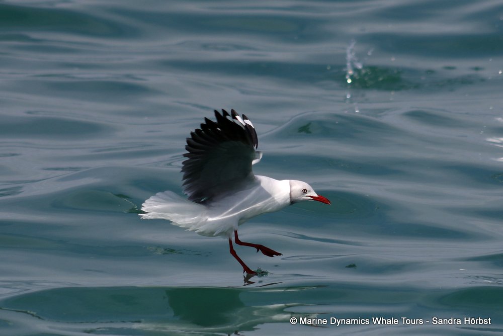 gull, whale watching, gansbaai, south africa,