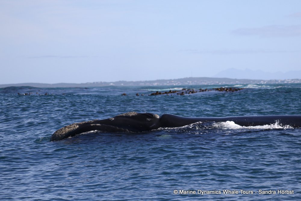 Southern right whale, whale watching, gansbaai, south africa,