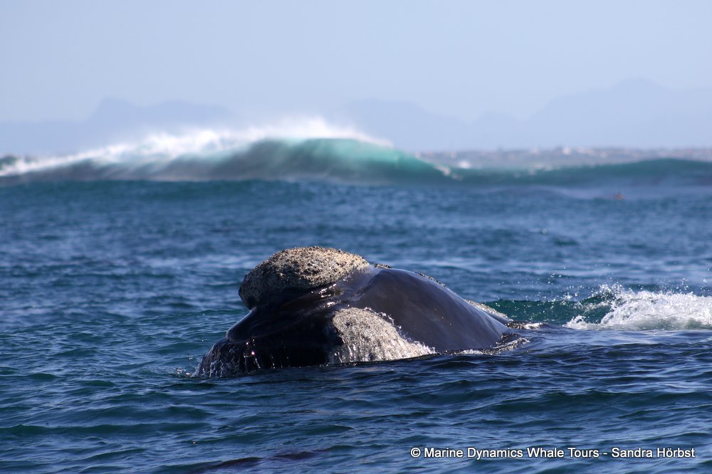 Marine Big 5 Daily Blog 01 September