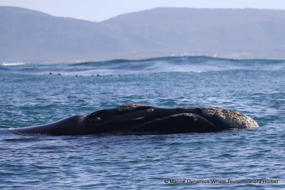 Southern right whale, whale watching, gansbaai, south africa,