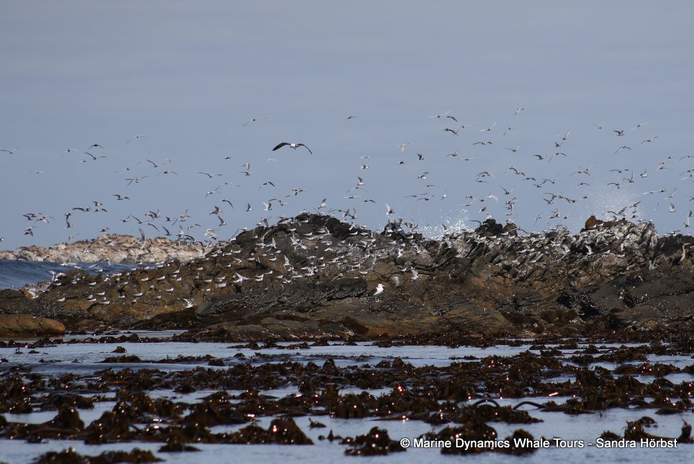 dyer island, whale watching, gansbaai, south africa,