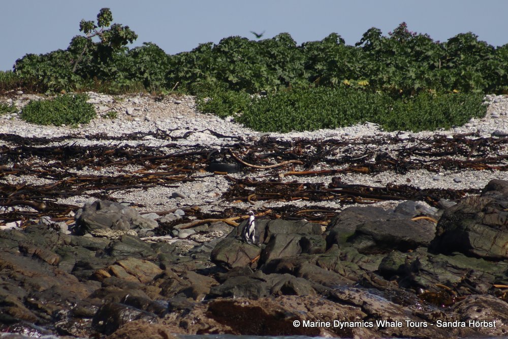 penguins, whale watching, gansbaai, south africa,