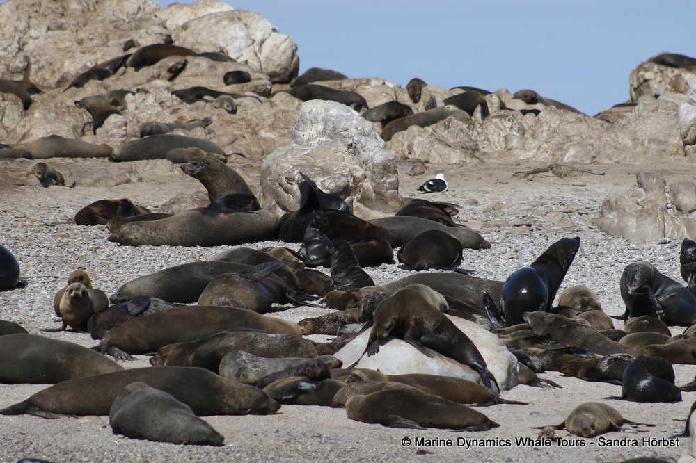 cape fur seal, whale watching, gansbaai, south africa