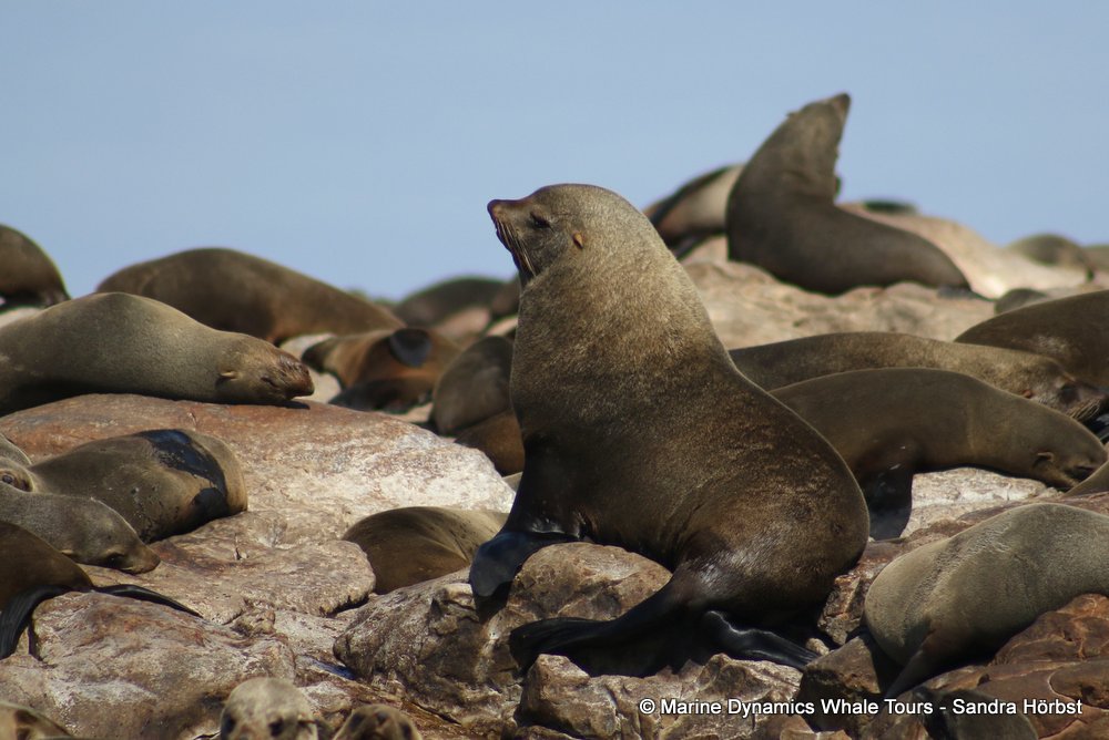 cape fur seal, whale watching, gansbaai, south africa