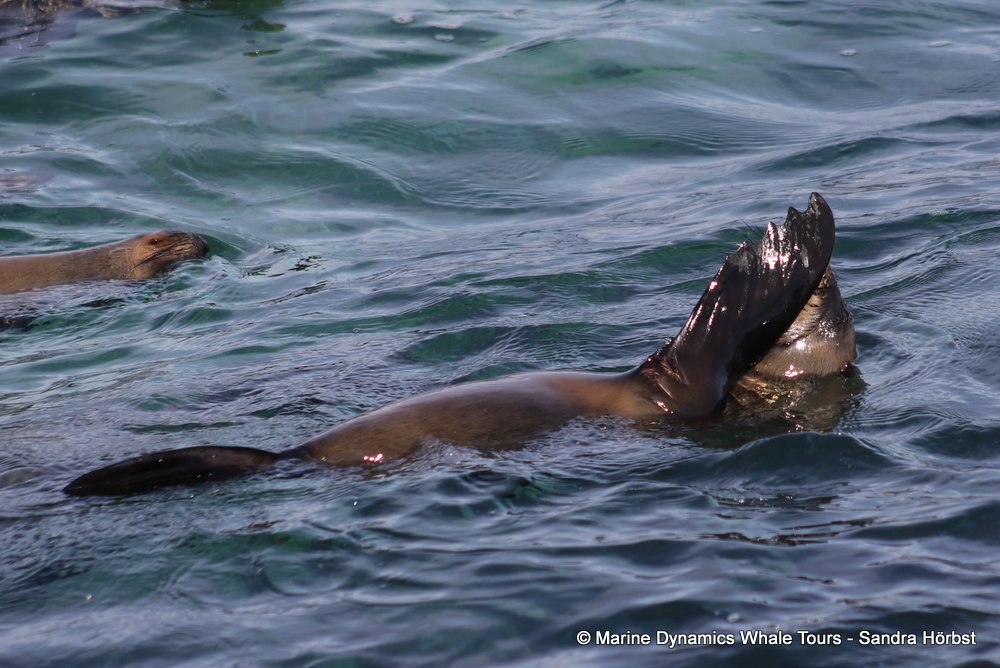 cape fur seal, whale watching, gansbaai, south africa