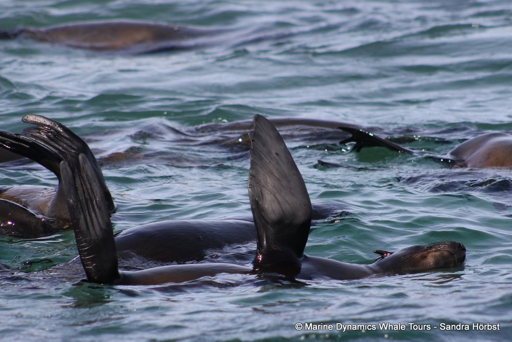 cape fur seal, whale watching, gansbaai, south africa