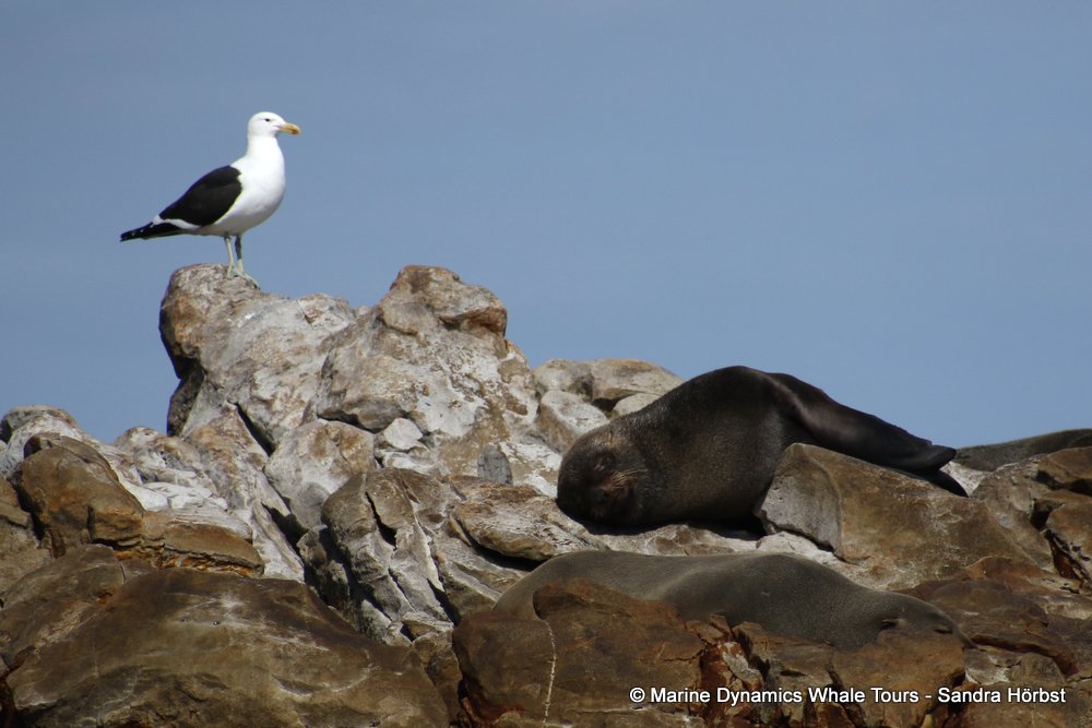 cape fur seal, whale watching, gansbaai, south africa