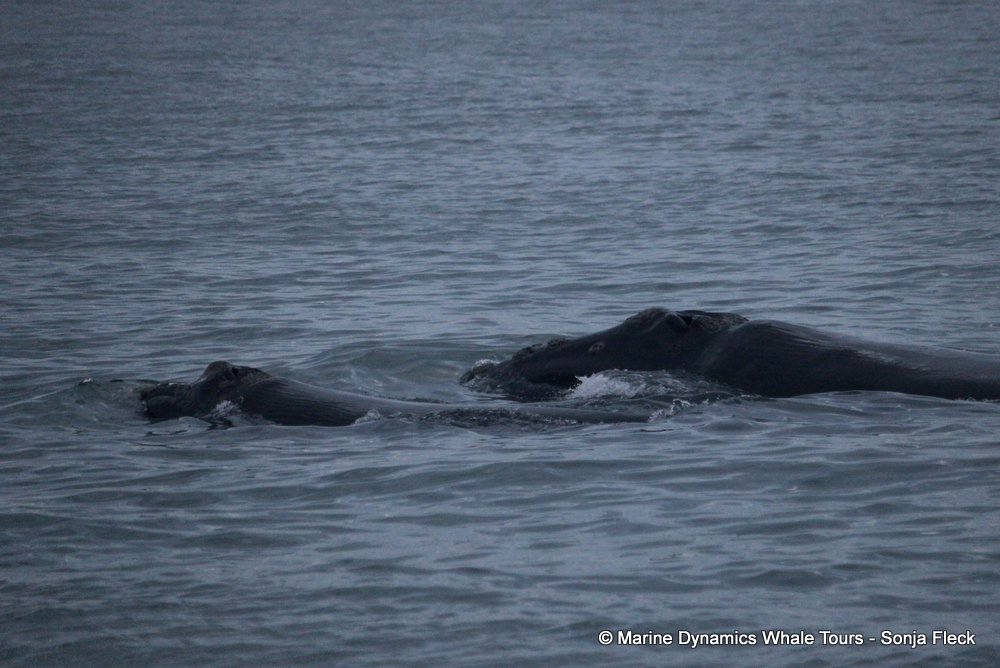 Southern right whale, whale watching, gansbaai, south africa,