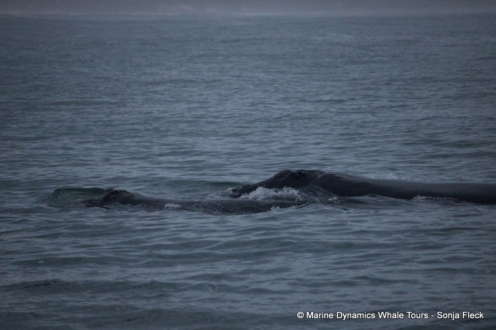 Southern right whale, whale watching, gansbaai, south africa,